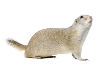 Wyoming Ground Squirrel - Spermophilus elegans (3 years old) clipart