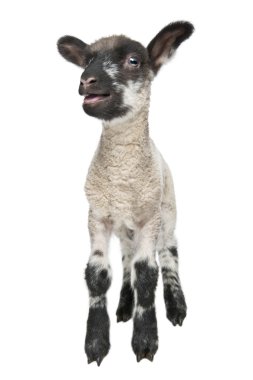 Black and white Lamb facing the camera (15 days old) clipart