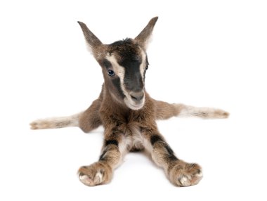 Brown Young Goat lying down(3 weeks old) clipart