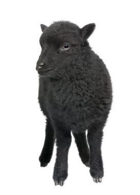 Young black shhep - Ouessant ram (1 month old) clipart