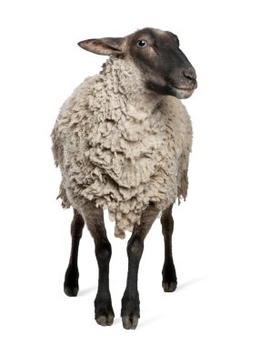 Suffolk sheep - (6 years old) clipart