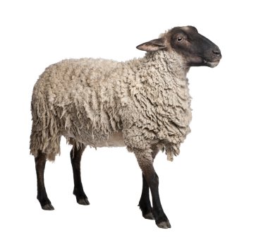 Side view of a Suffolk sheep - (6 years old) clipart