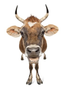 Jersey cow (10 years old) clipart