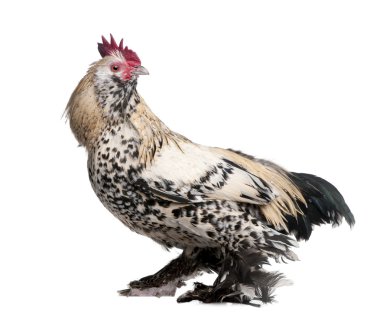 Rooster Booted Bantam (1 year old) clipart