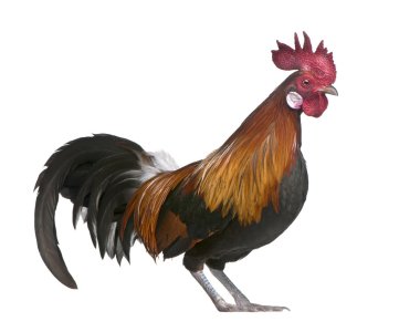 Gallic rooster (1 year old) clipart