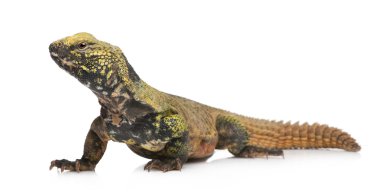 Uromastyx acanthinura nigriventris (4 yaşında)