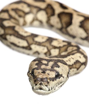 Carpet python - Morelia spilota variegata clipart