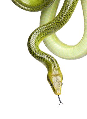 Kırmızı kuyruklu yeşil ratsnake - gonyosoma oxycephalum