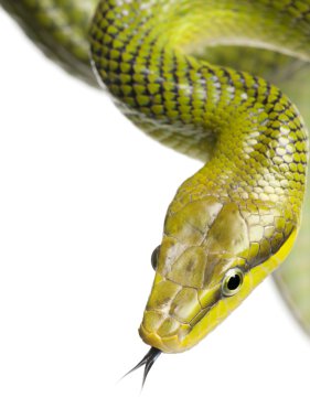 Kırmızı kuyruklu yeşil ratsnake - gonyosoma oxycephalum