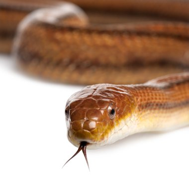 Fare yılan - elaphe obsoletus (4 yaşında)