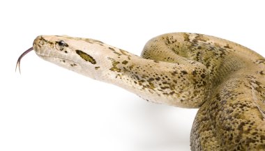 Burmese Python - Py... molurus bivittatus - granite phase (10 y clipart