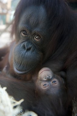 Annesi orangutan ve onun yeni doğan bebek 1 ay - pongo pygmaeus