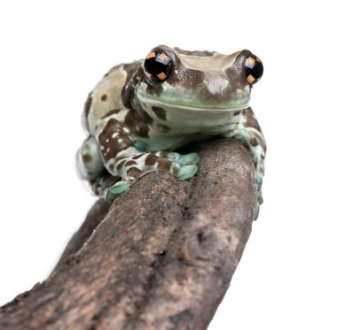 Amazon Milk Frog perched on branch, Trachycephalus resinifictrix, in front of white background, studio shot clipart