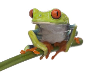 Red-eyed Tree Frog, Agalychnis callidryas, in front of white bac clipart