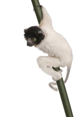 Genç taçlı Sifaka - Propithecus coronatus (3 ay)