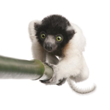 Genç taçlı Sifaka - Propithecus coronatus (3 ay)