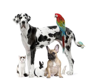 Evcil hayvanlar - köpek, kedi, kuş, sürüngen, tavşan grubu