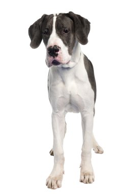 Great Dane puppy (6 months old) clipart