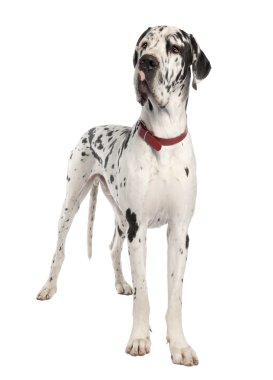 Harlequin Great Dane (3 years old) clipart