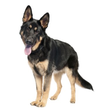 German shepherd (7 months old) clipart