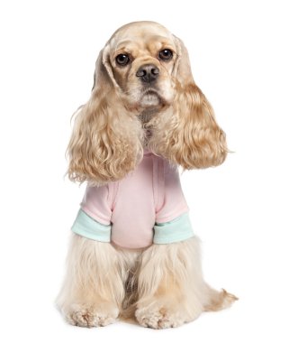 American Cocker Spaniel (2 years old) clipart