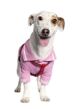 Jack russell (3 years old) clipart