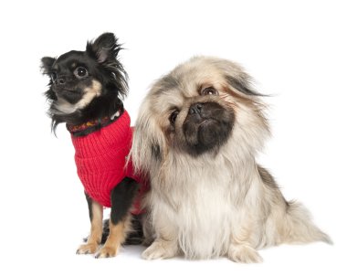 Couple of a Pekingese and a chuihuahua clipart