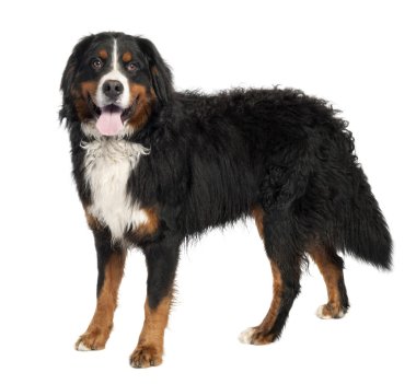 Bernese mountain dog (10 months old) clipart