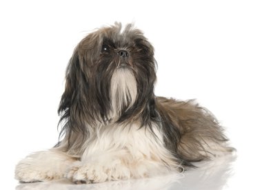 Shih Tzu puppy (8 ay yaşlı)