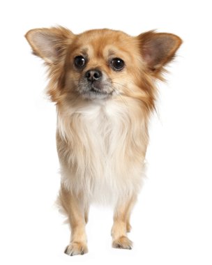 Long haired chihuahua (3 years old) clipart
