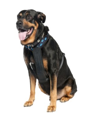 karışık-breed köpek arasında bir doberman ve bir Alman çoban