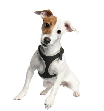 Jack russell (9 months old) clipart