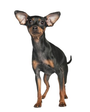 Pinscher (18 aylık)