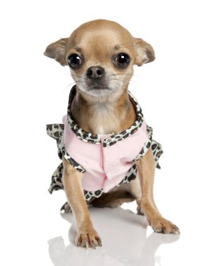 Chihuahua (3 years old) clipart