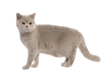 British Shorthair kitten (8 months) clipart