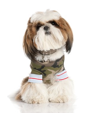 Shih Tzu (1 yıl)