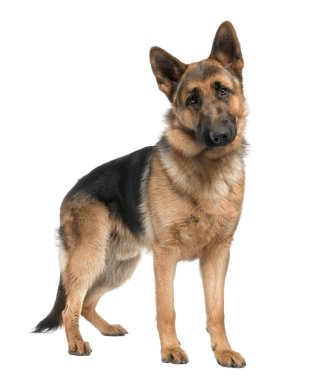 German shepherd (8 months) clipart