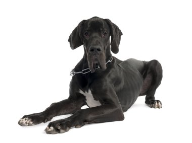 Great Dane puppy (7 months old) clipart