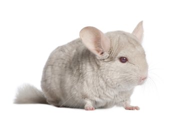 Chinchilla (4 years old) clipart