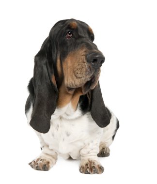 Basset Hound (10 aylık)