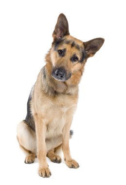 German shepherd (2 years old) clipart