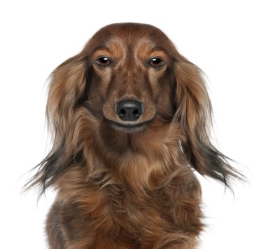 Close-up of a Dachshund's head looking at the camera (7 years o clipart