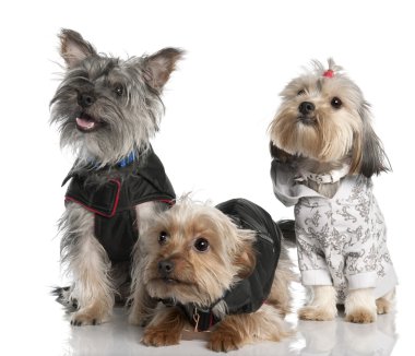 Group of three Yorkshire Terrier (2 years old and 8 months) clipart