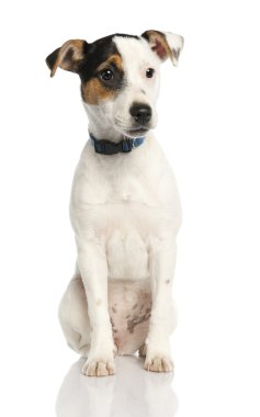 Jack russell köpek yavrusu (5 aylık)