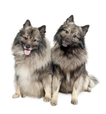 İki Keeshond (6 ve 2 yaşında bir kaç)