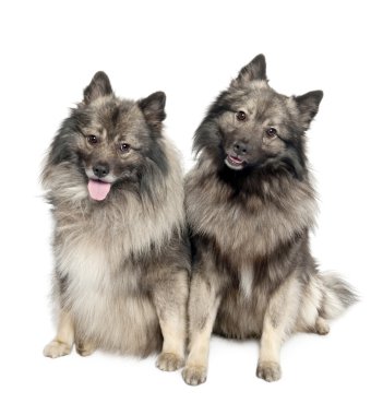 Couple of two Keeshond (6 and 2 years old) clipart