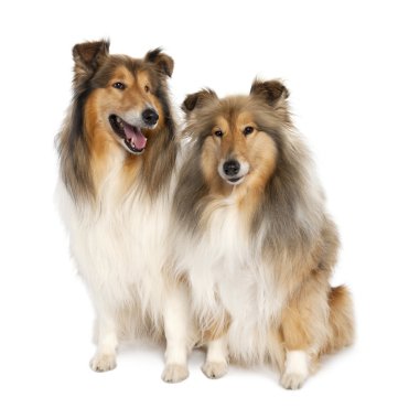 Group of two shelties (5 and 6 years old) clipart