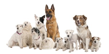 Group of dog : german shepherd, border collie, Parson Russell Te clipart