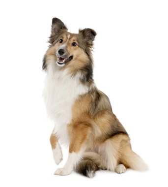 Sheltie (8 months old) clipart
