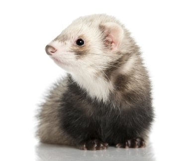 Ferret - Mustela putorius furo (8months old) clipart